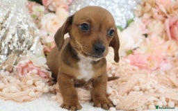 Miniature Dachshund dogs for sale: Miniature Dachshund Puppies - Image 3