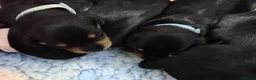 Mixed Breed dogs for sale: Schnoxie puppies  - Advert 3