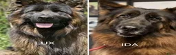 German Shepherd dogs for sale: STUNNING LONG HAIRED KC GERMAN SHEPHERD PUPPIES in Coalville - Advert 5
