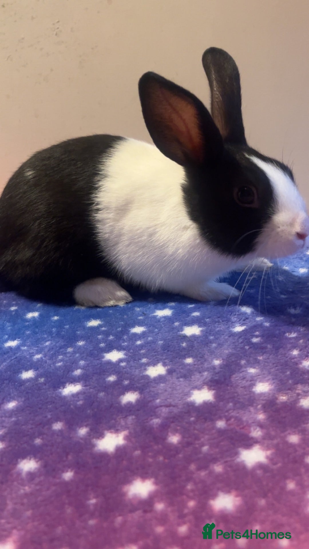 Dutch rabbits for sale: ‼️4 pure bred Dutches ready soon‼️ - Advert 14