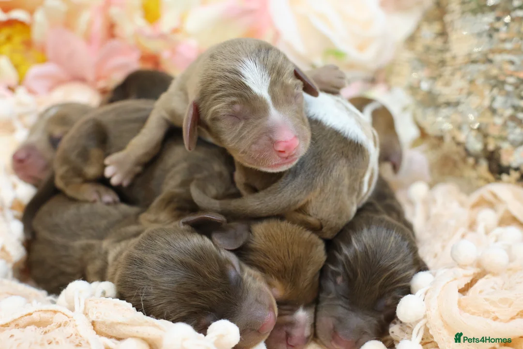 Miniature Dachshund dogs for sale: KC Miniature Dachshund Puppies - Advert 9