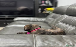 Cane Corso dogs for sale: Chunky Cane Corso Cross Pups – Ready Next Week! - Image 25