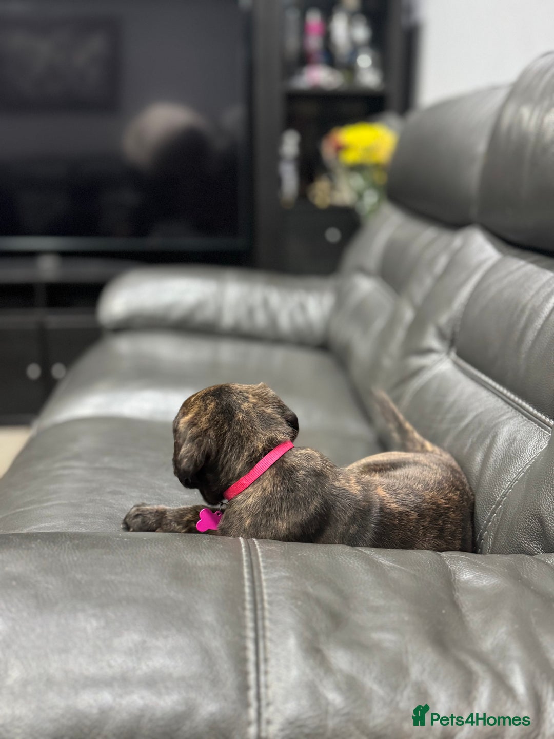 Cane Corso dogs for sale: Chunky Cane Corso Cross Pups – Ready Next Week! - Image 25