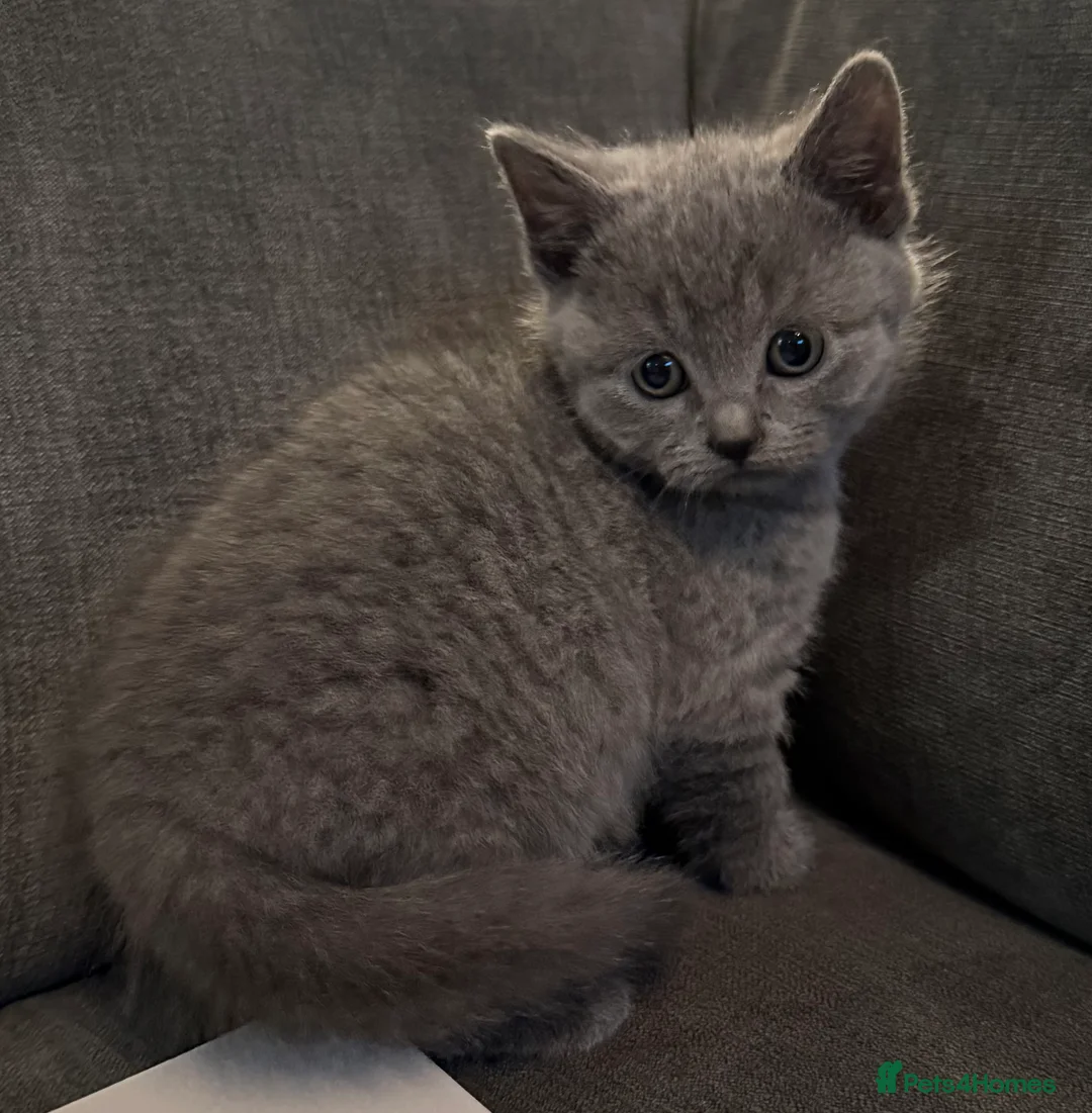 British Shorthair cats for sale: British shorthair kittens  - Advert 2