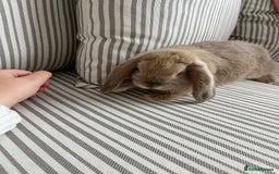 Mini Lop rabbits for sale: Stunning and friendly mini lop male  - Image 4