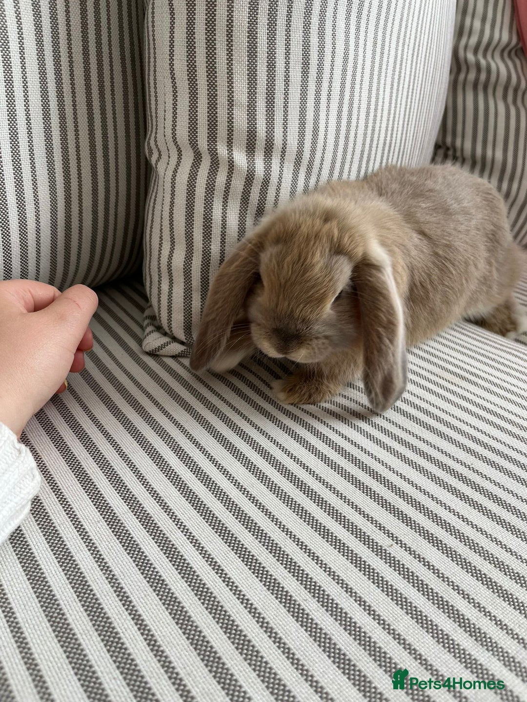 Mini Lop rabbits for sale: Stunning and friendly mini lop male  - Image 4