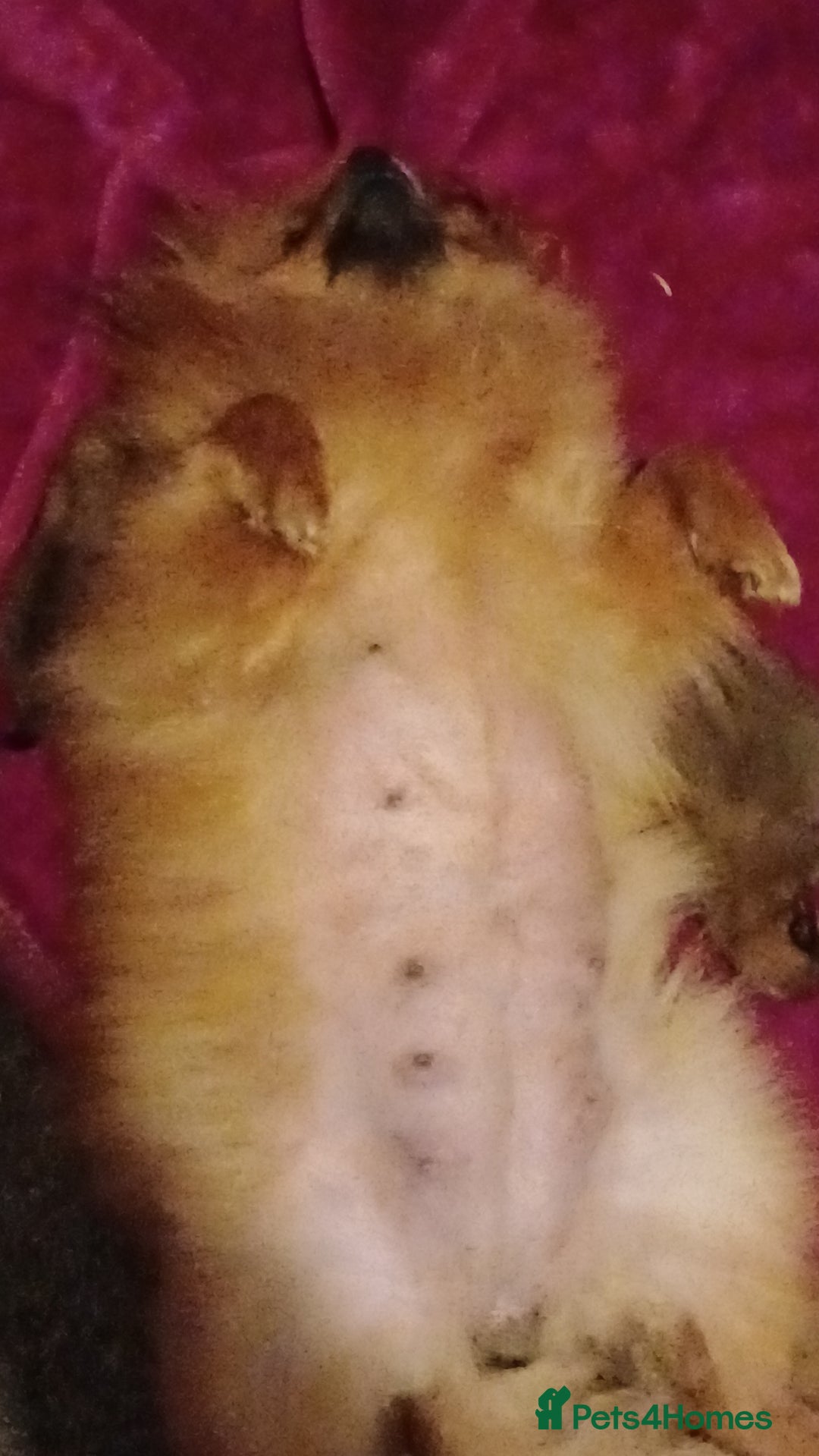 Pomeranian dogs for sale: Male pomerian  - Advert 2