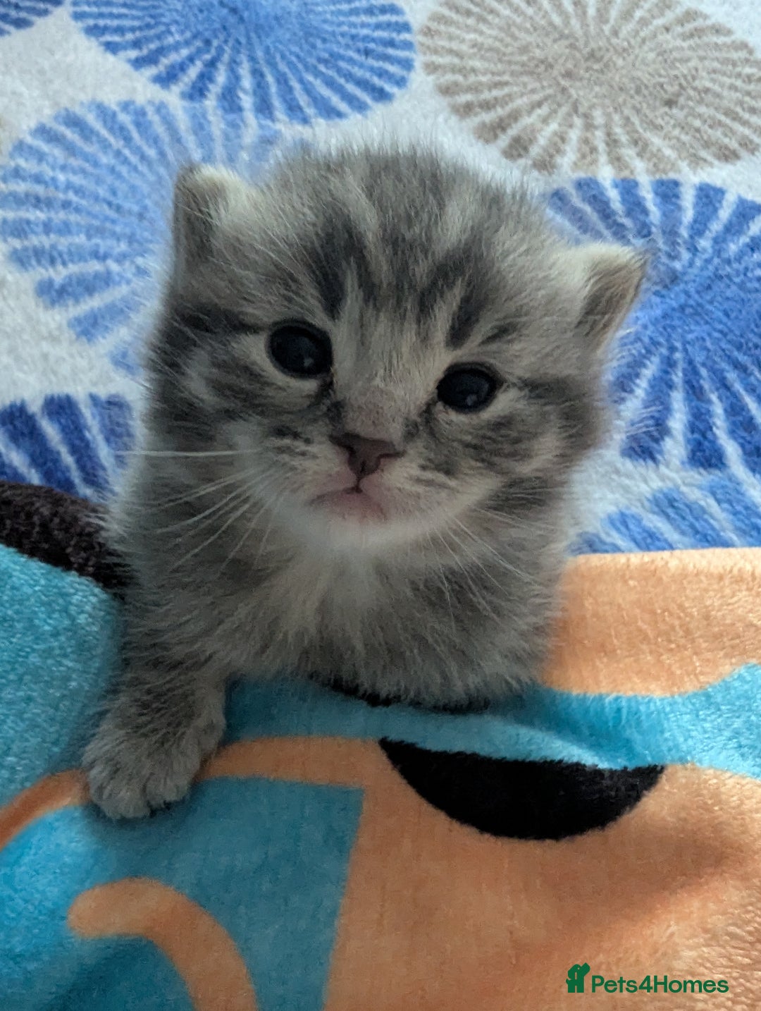 Mixed Breed cats for sale: Beautiful grey silver tabby kittens, ragdoll X Mum - Advert 34