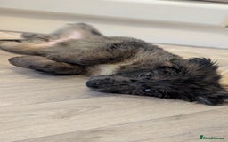 Mixed Breed dogs for sale: !!! ONE merle girl left !!! available now  - Advert 4