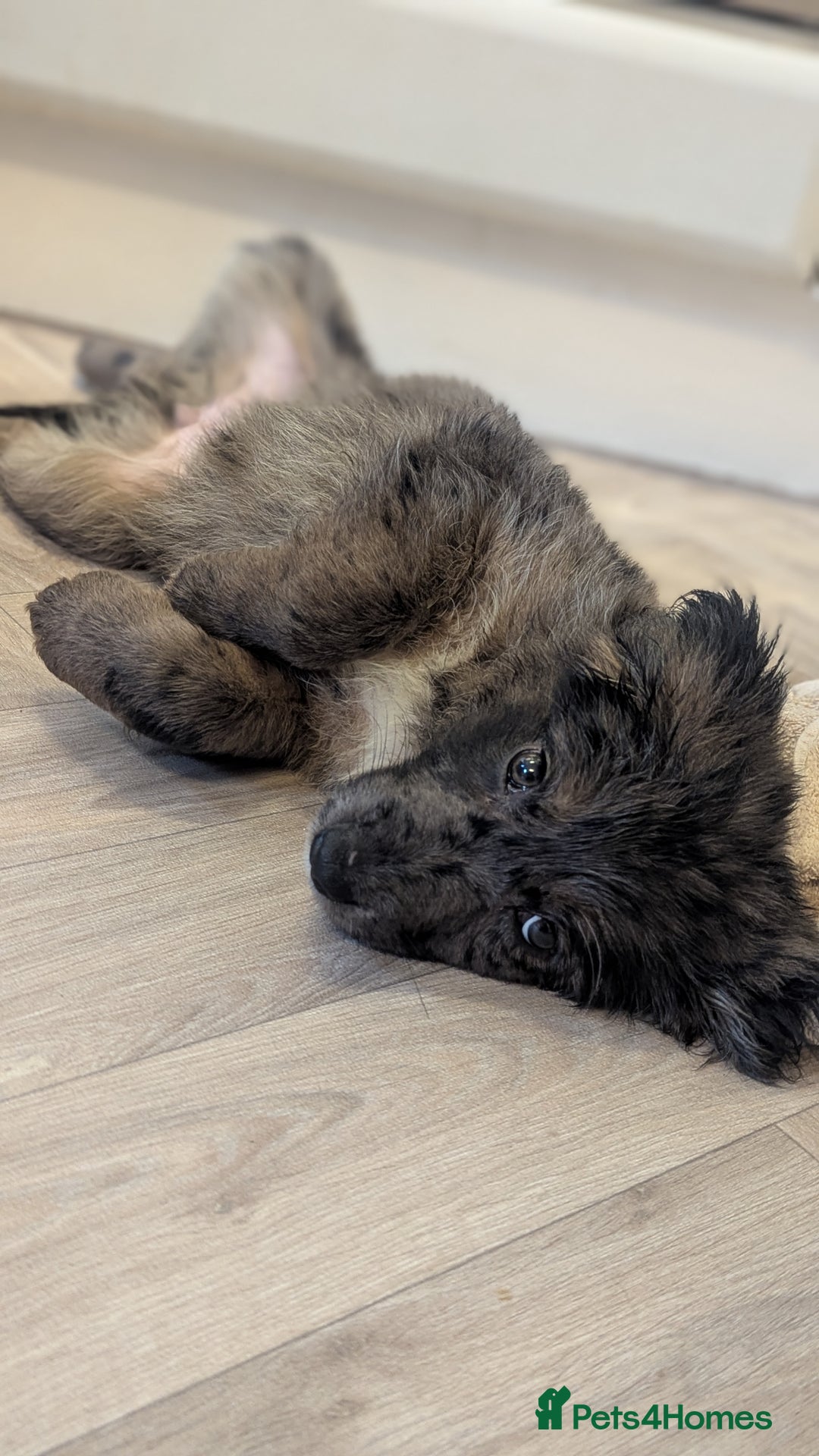 Mixed Breed dogs for sale: !!! ONE merle girl left !!! available now  - Advert 4