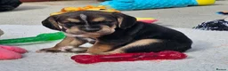 Bocker dogs for sale: Beautiful Bocker Pups - Ready 14.09.26 in Thirsk - Advert 7