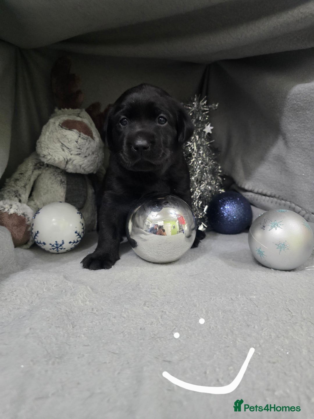 Labrador Retriever dogs for sale: Ready for home 🥰left last boy! - Advert 27