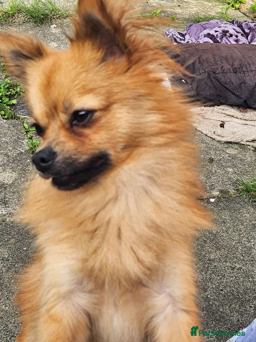 Pomchi dogs for sale: Handsome wee pomchi - Advert 4
