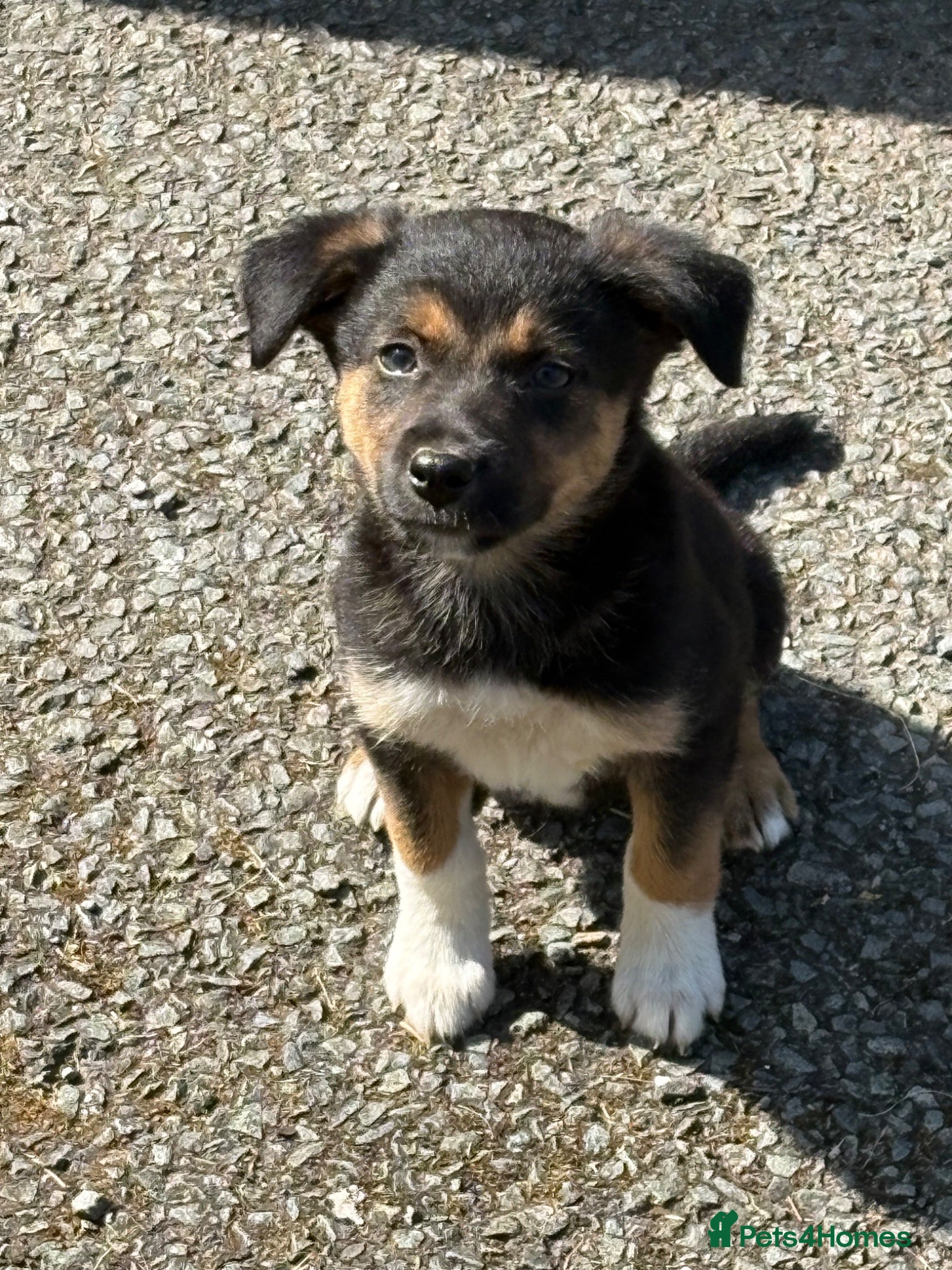 Mixed Breed dogs Lovely Border Collie x Australian Kelpie Pups   - Advert 1
