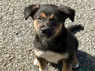 Mixed Breed dogs Lovely Border Collie x Australian Kelpie Pups - Advert 11
