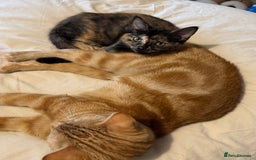 Mixed Breed cats for sale: Pair of bonded, tortoise shell, ragdoll kittens - Image 7