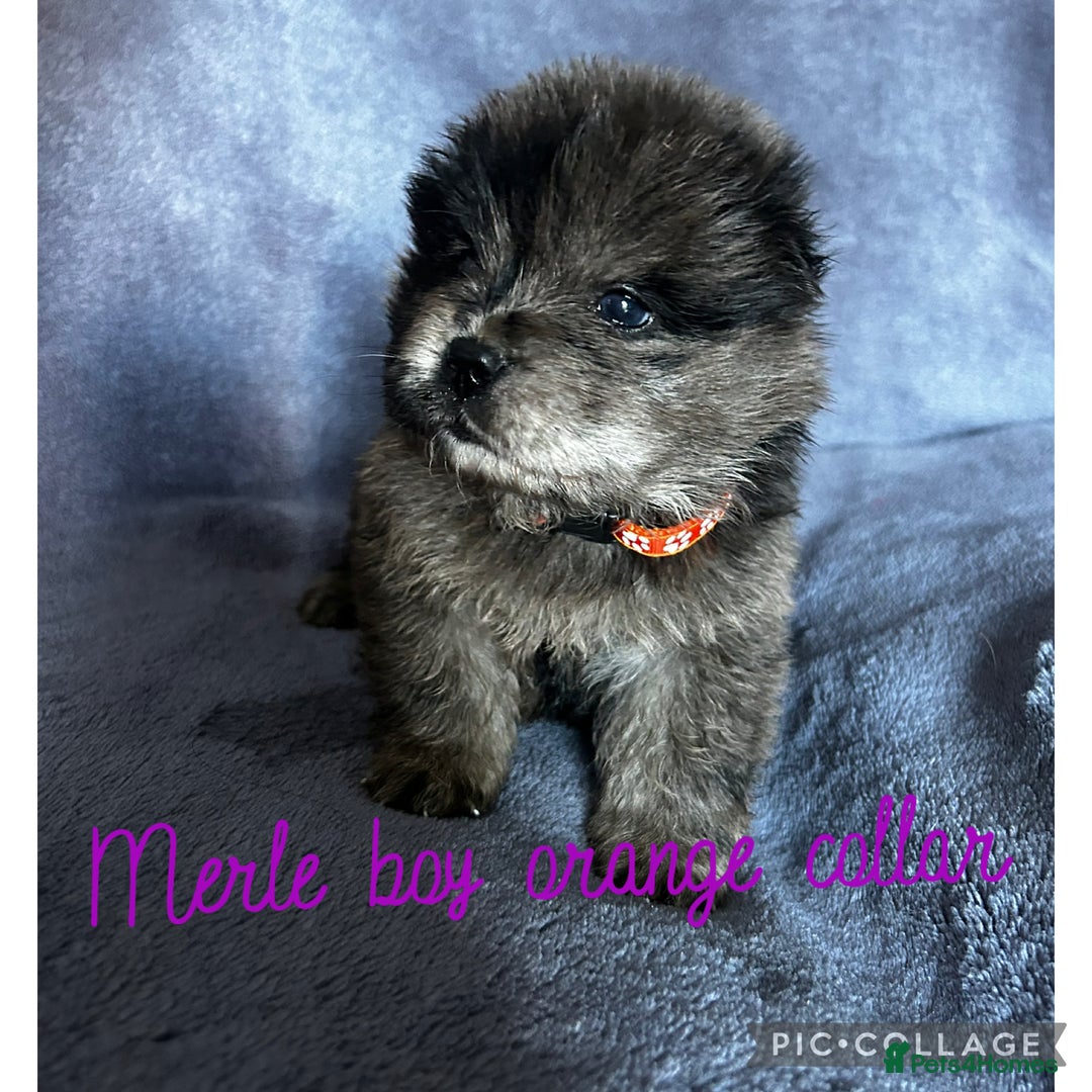Chow Chow dogs for sale: Stunning chow chow puppies  - Advert 5