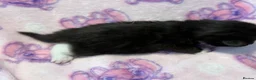 Mixed Breed cats for sale: Stunning Kittens for Sale  - Advert 7