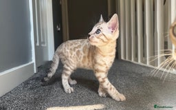 Bengal cats for sale: 🔥🏆OUTSTANDING SHOW BENGALS… READY 26th AUGUST💯 - Image 9