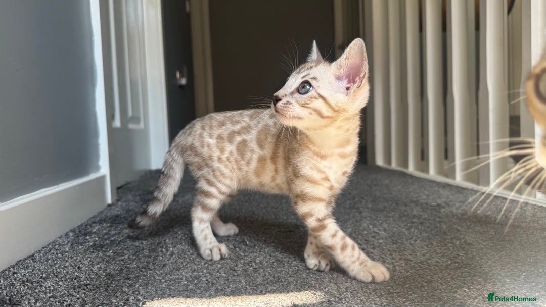 Bengal cats for sale: 🔥🏆OUTSTANDING SHOW BENGALS… READY 26th AUGUST💯 - Image 9