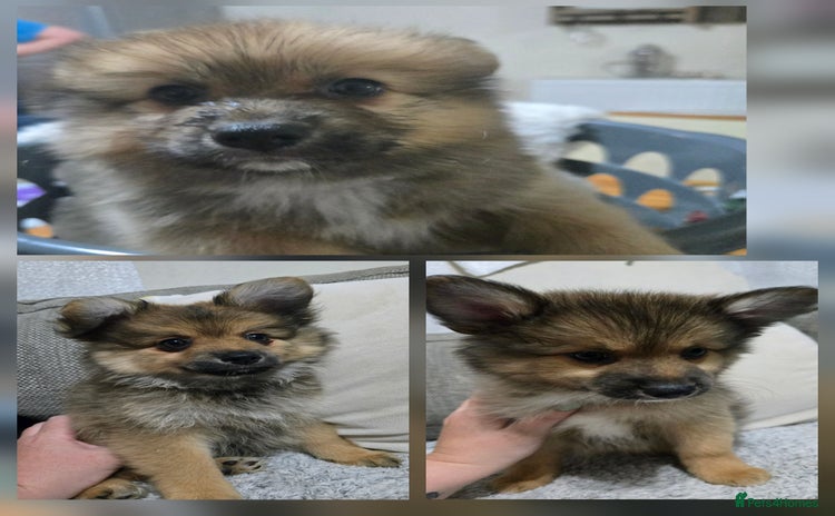 Pomchi dogs - Advert 1