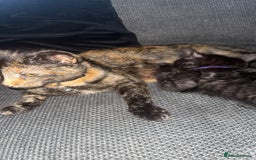 Mixed Breed cats for sale: 2x black female READY TO GO TODAY - Image 7