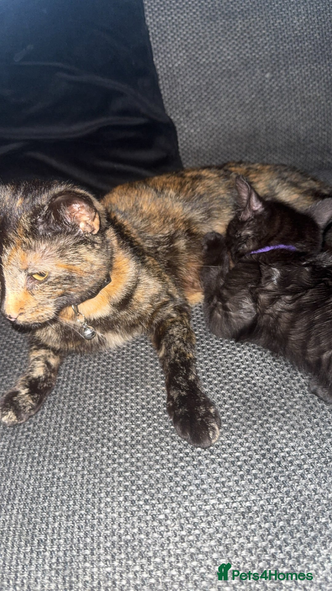 Mixed Breed cats for sale: 2x black female READY TO GO TODAY - Image 7