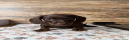 Miniature Dachshund dogs for sale: Gorgeous Miniature Dachshund puppies 4 sale London in London - Advert 4