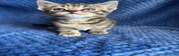Maine Coon cats for sale: Maine coon x  - Advert 23