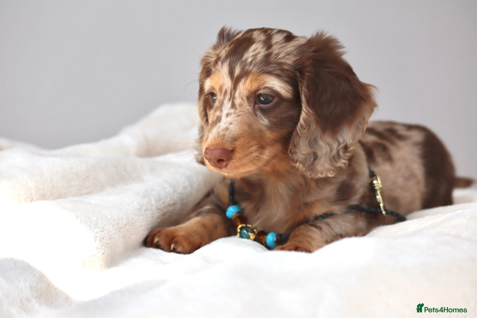 Miniature Dachshund dogs Chocolate & Tan Dapple Miniature Dachshund Boy  - Advert 3