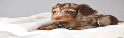 Miniature Dachshund dogs for sale: Chocolate & Tan Dapple Miniature Dachshund Boy  - Advert 1