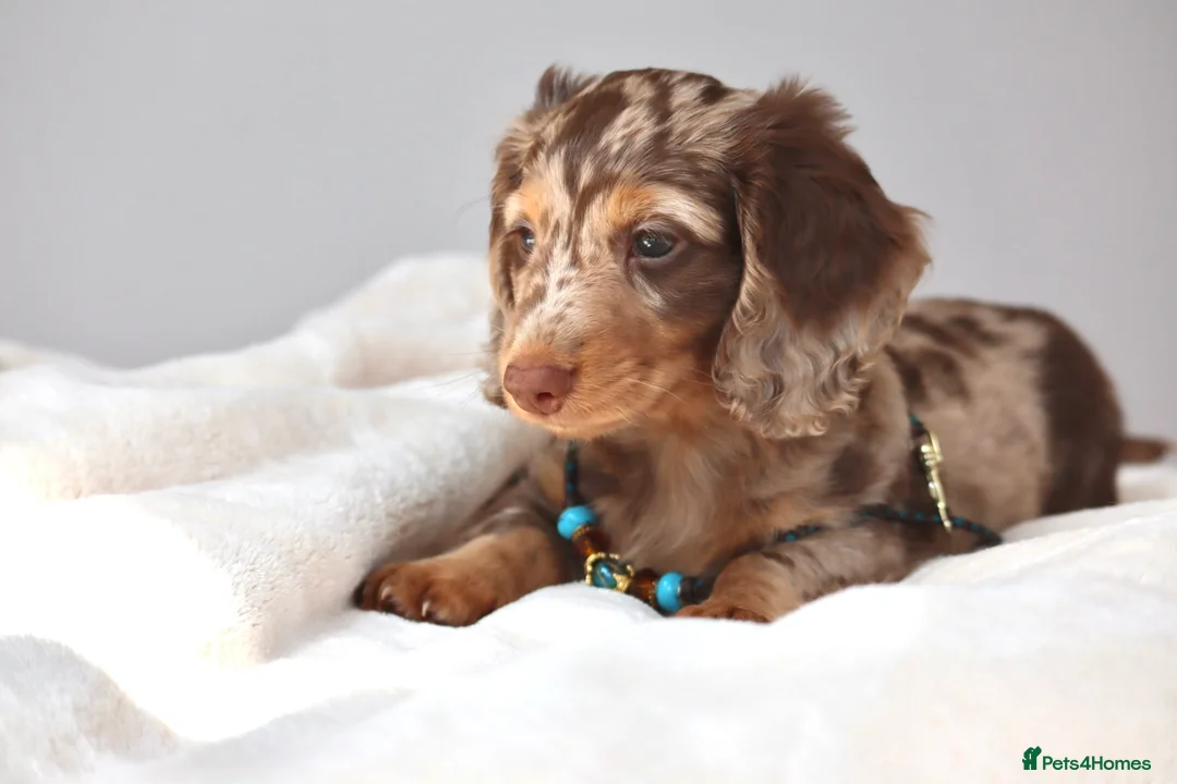 Miniature Dachshund dogs for sale: Chocolate & Tan Dapple Miniature Dachshund Boy  - Advert 1