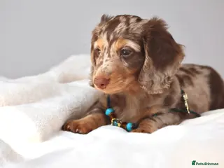 Miniature Dachshund dogs Chocolate & Tan Dapple Miniature Dachshund Boy - Advert 3