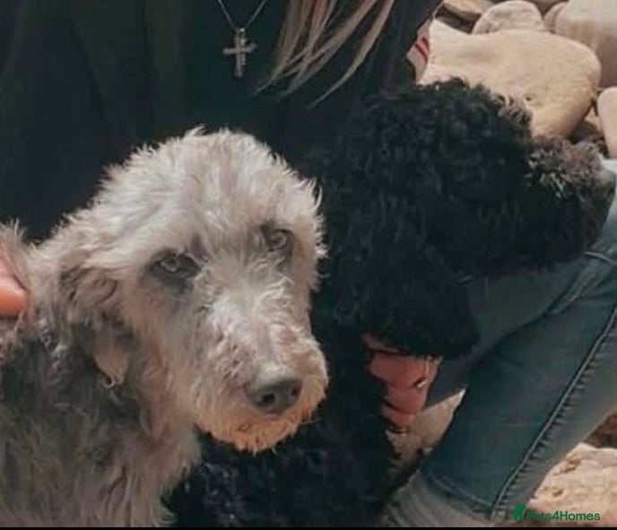 Mixed Breed dogs Bedlington cockatoos - Advert 1