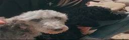 Mixed Breed dogs for sale: Bedlington cockatoos in Darlington - Advert 1