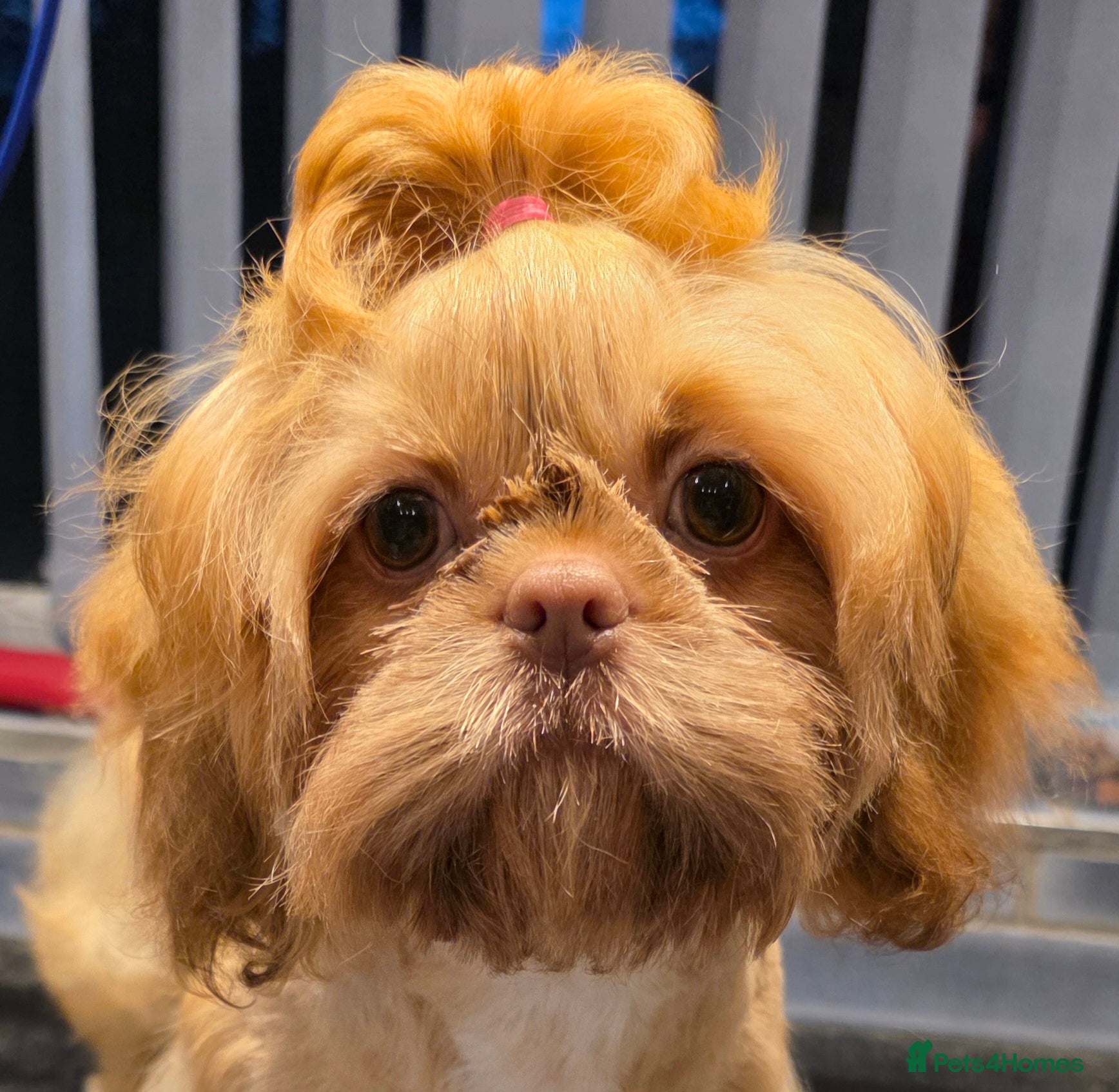 Shih Tzu dogs for sale: Imperial Shih Tzu females, 7 months, KC Registered - Advert 1