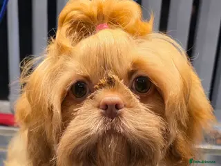 Shih Tzu dogs Imperial Shih Tzu females, 7 months, KC Registered - Advert 1