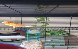 Canaries birds for sale: Canary  - Image 9