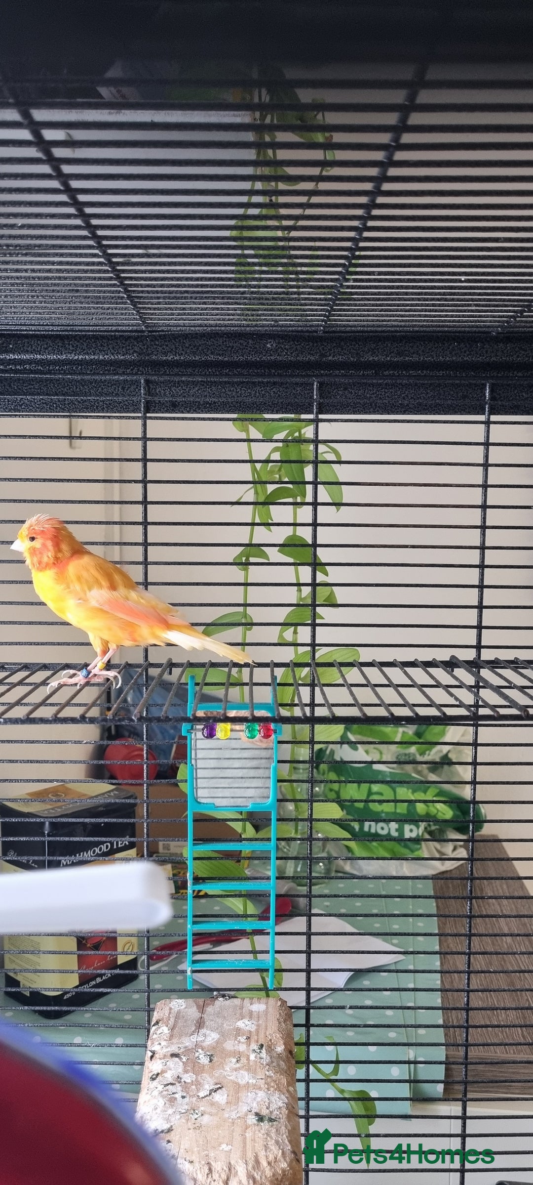Canaries birds for sale: Canary  - Image 9