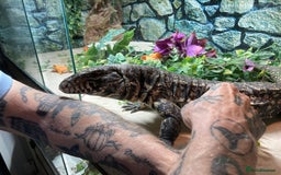 Lizard reptiles for sale: Stunning black and white tegu female - Image 1