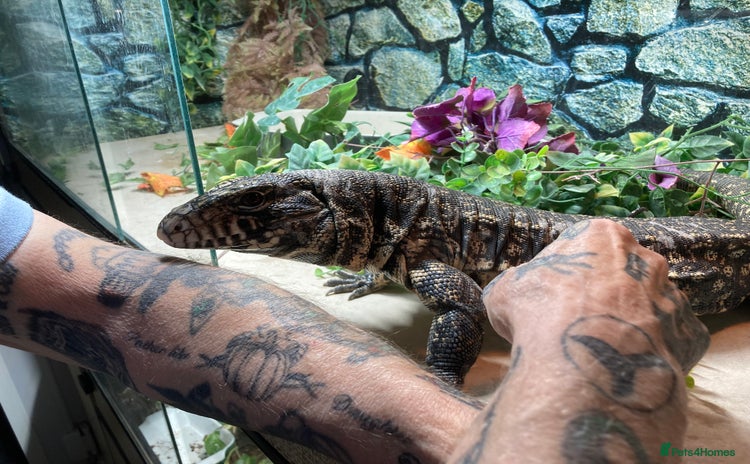 Lizard reptiles - Advert 1