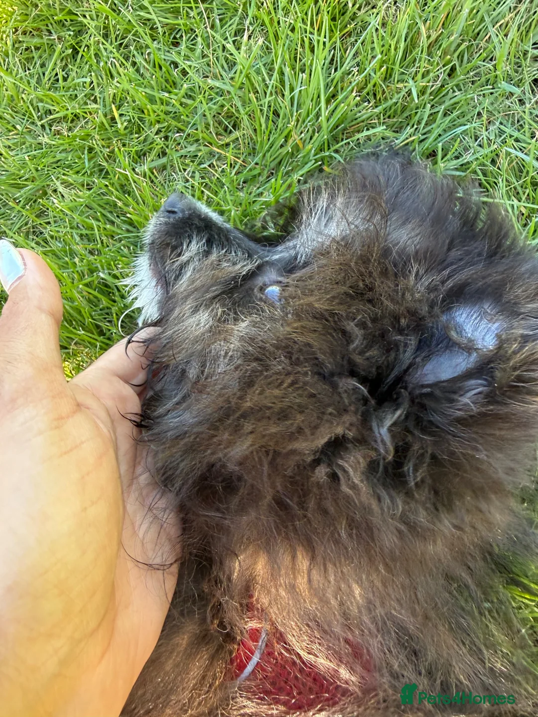 Pomeranian dogs for sale: Urgent sale  - Advert 2