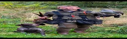 German Shorthaired Pointer dogs for sale: 1 Beautiful German Shorthaired Pointer Pup - Advert 13