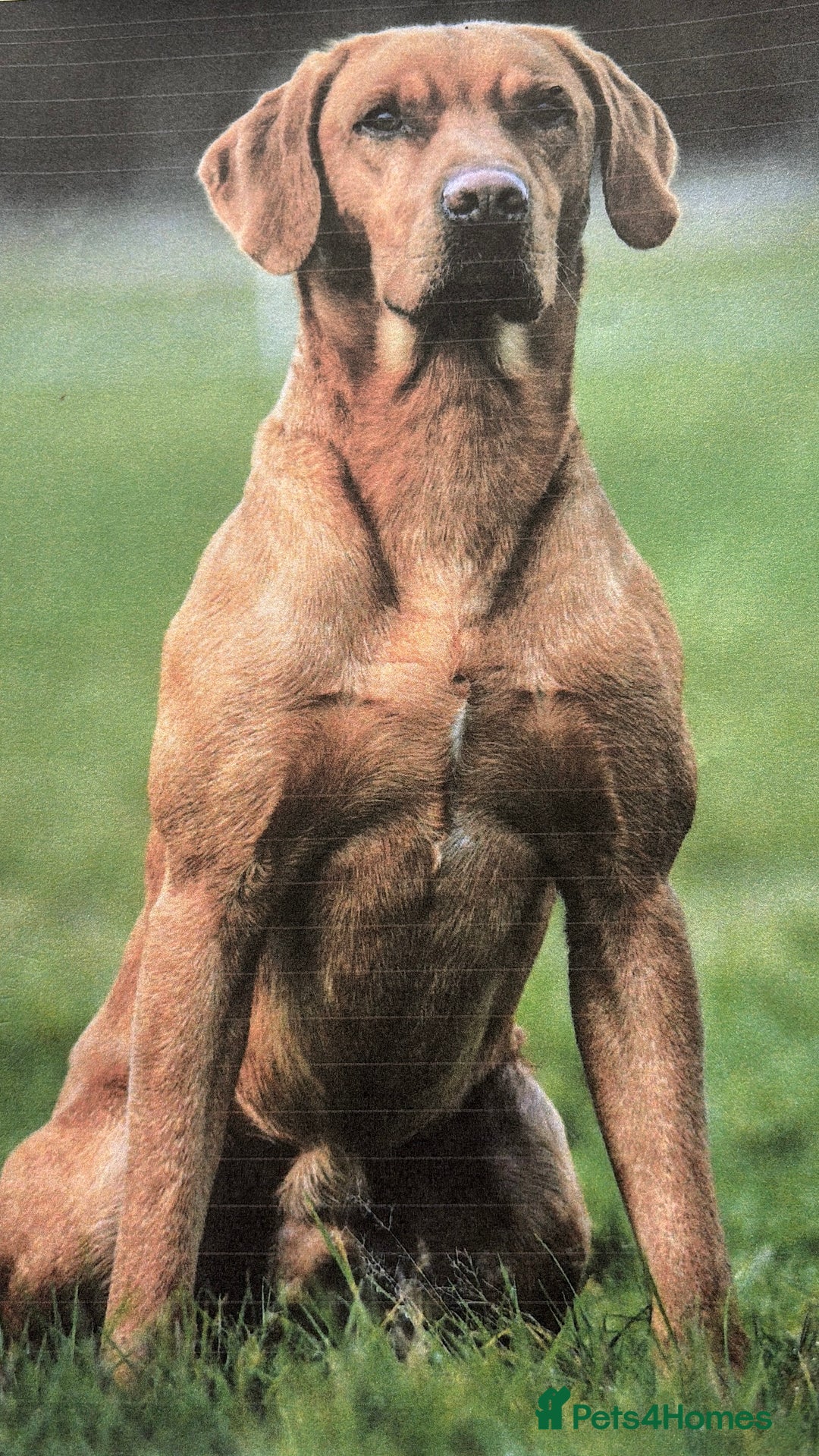 Labrador Retriever dogs for sale: KC Fully Health Tested Outstanding Working Line - Advert 37