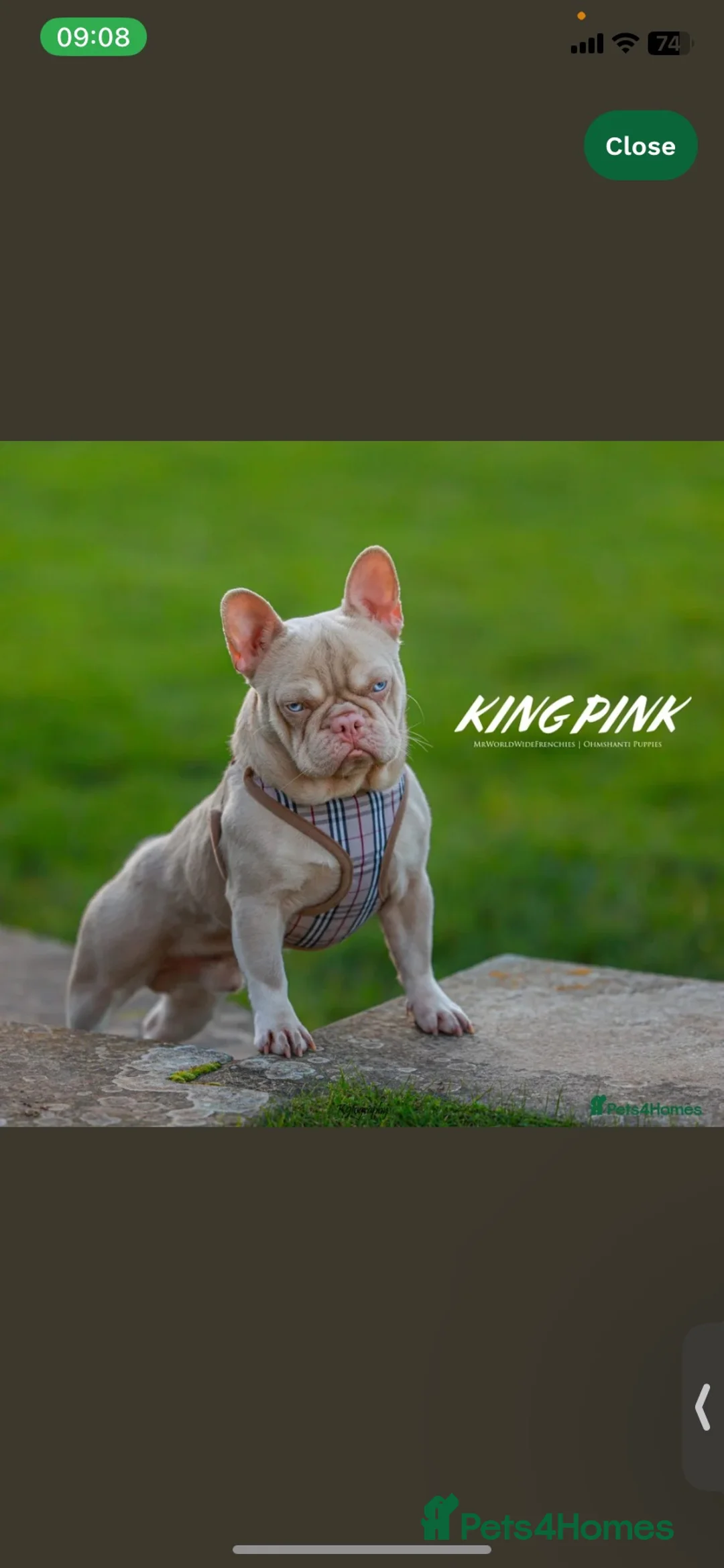 French Bulldog dogs for sale: Quality frenchie puppies  - Advert 2