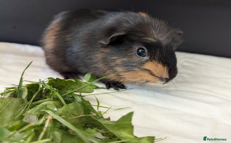 Guinea Pig rodents - Advert 1