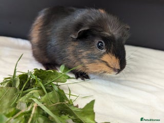 Guinea Pig rodents - Advert 1
