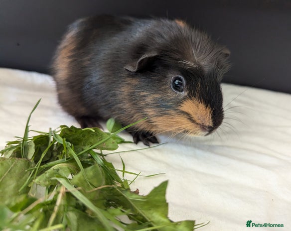 Guinea Pig rodents - Advert 1