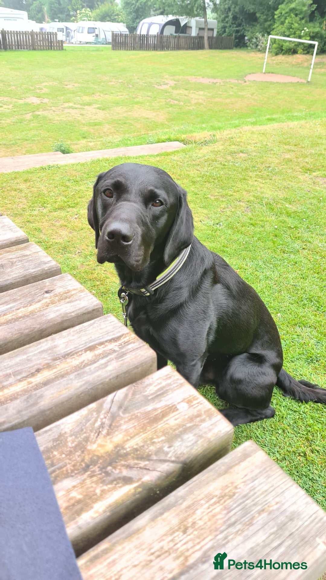 Labrador Retriever dogs for stud: Proven KC Labrador Stud in Stoke-on-Trent - Image 20