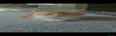 Ginger kitten 2